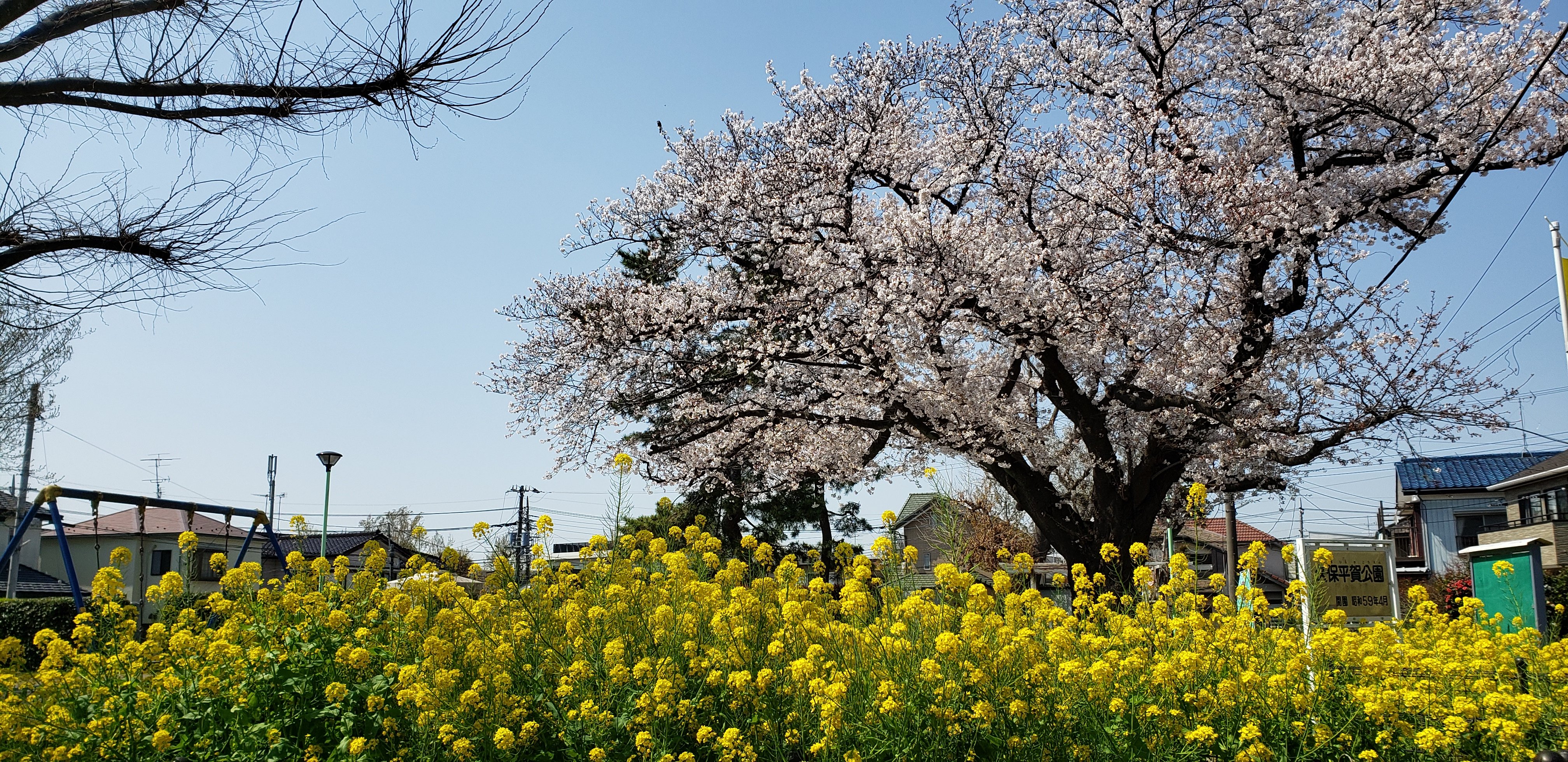 2020桜　菜の花②.jpg