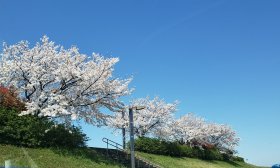 20240410桜.jpg