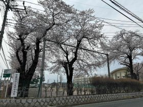 雀宮中学校 桜.JPG