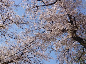 2025桜.JPG