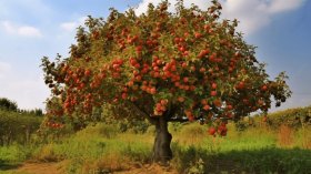 pngtree-an-apple-tree-with-many-fruits-in-it-image_2505885.jpg