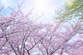 cherry-blossom_00018.jpg