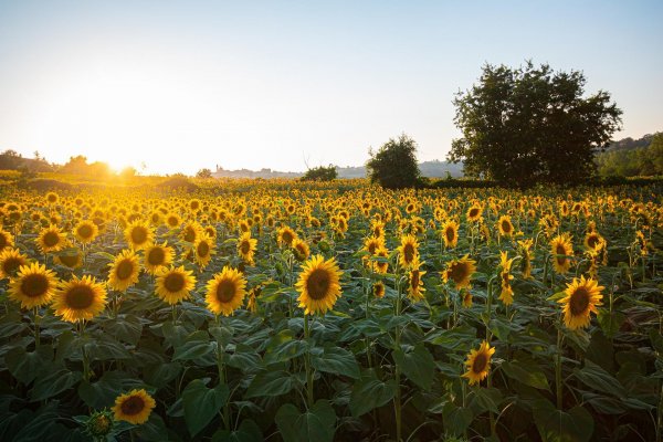 sunflowers-gd2a3c820f_1920.jpg