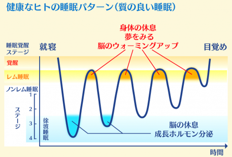 健康なヒトの睡眠パターン.png